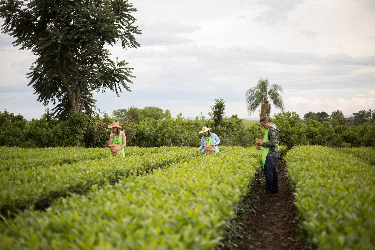 wwwlarutadeltecomar La ruta del Té